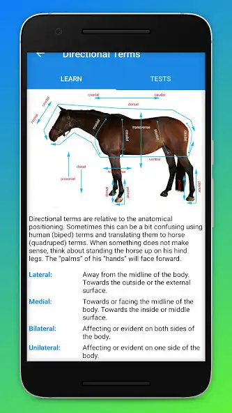 Play Equine Anatomy Learning Aid (EALA) as an online game Equine Anatomy Learning Aid (EALA) with UptoPlay