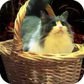 Free play online Escape: Damsel in Distress APK Free play online Escape: Damsel in Distress APK