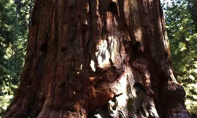 Play Escape From Sequoia Monument