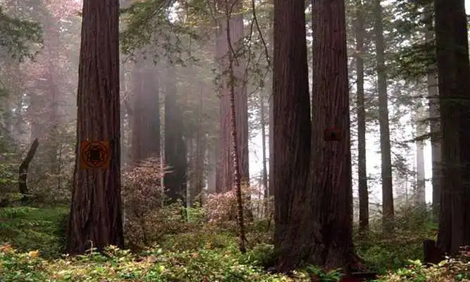 Play Escape From Sequoia Monument