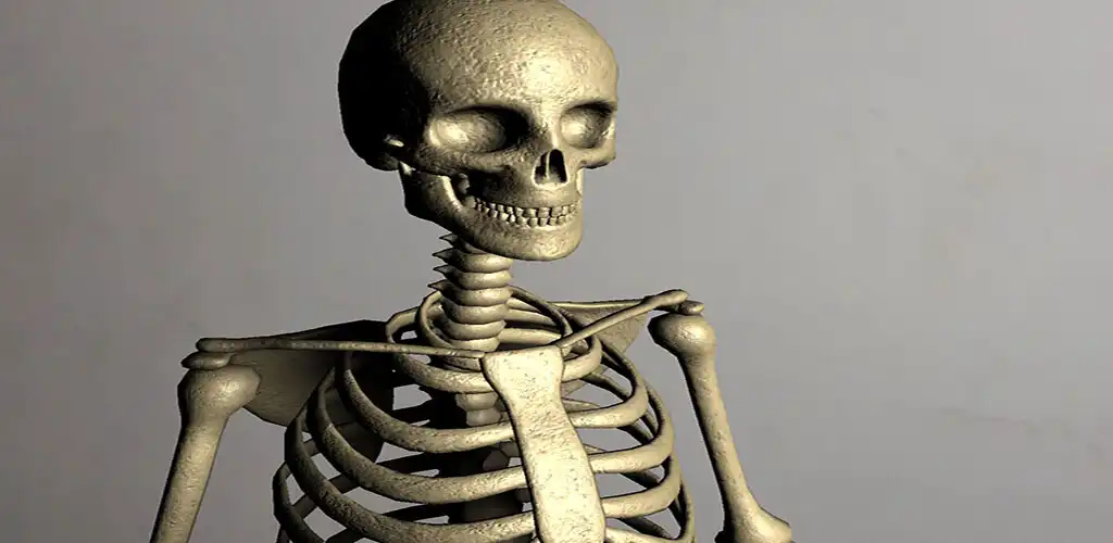 Play Esqueleto Humano AR as an online game Esqueleto Humano AR with UptoPlay