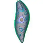 Free play online Euglena 3D APK Free play online Euglena 3D APK