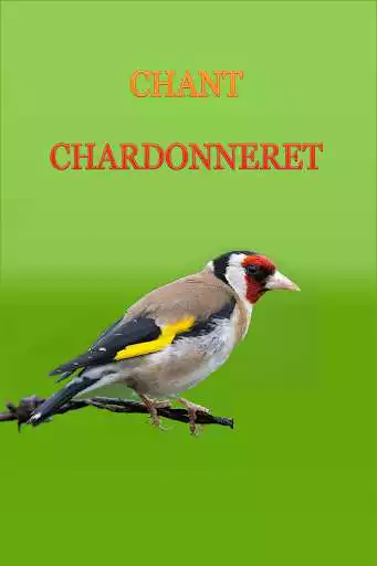 Play European goldfinch song
