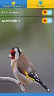 Play European goldfinch song