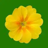 Free play online Euxton Primrose Hill APK