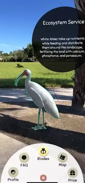 Play Everglades Safari AR  and enjoy Everglades Safari AR with UptoPlay