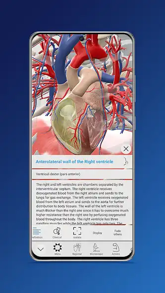 Play Everyday Anatomy as an online game Everyday Anatomy with UptoPlay