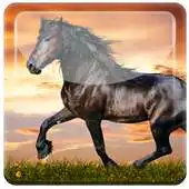 Free play online Excellent Black Horses Live WP APK Free play online Excellent Black Horses Live WP APK