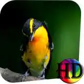 Free play online Exotic Bird Live Wallpaper APK Free play online Exotic Bird Live Wallpaper APK