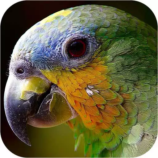 Run free android online Exotic Ringtones & Sounds APK