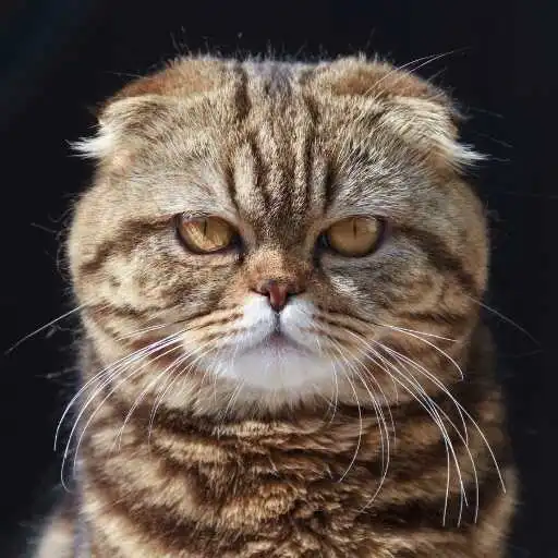 Play Exotic Shorthair Wallpaper APK