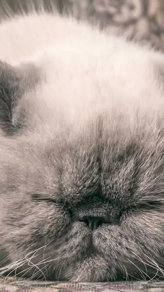 Play Exotic Shorthair Wallpaper  and enjoy Exotic Shorthair Wallpaper with UptoPlay