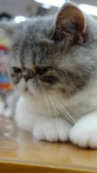 Play Exotic Shorthair Wallpaper as an online game Exotic Shorthair Wallpaper with UptoPlay