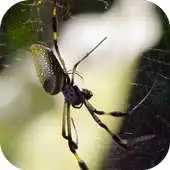 Free play online Exotic spider video wallpaper APK