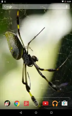 Play Exotic spider video wallpaper Play Exotic spider video wallpaper