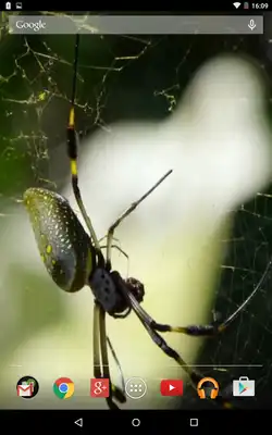 Play Exotic spider video wallpaper Play Exotic spider video wallpaper