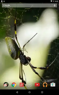 Play Exotic spider video wallpaper Play Exotic spider video wallpaper