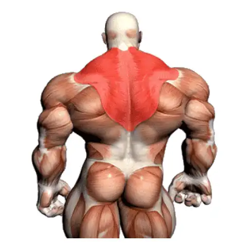 Play ExtremeGym Beta APK