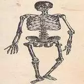 Free play online Facts : Human Body APK