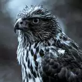 Free play online Falcon Jigsaw Puzzles APK