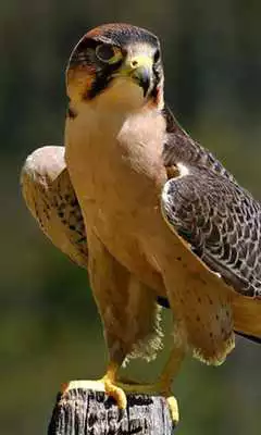 Play Falcon Jigsaw Puzzles Play Falcon Jigsaw Puzzles