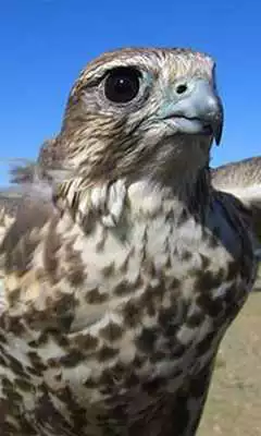 Play Falcon Jigsaw Puzzles Play Falcon Jigsaw Puzzles