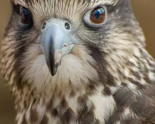 Play Falcon Jigsaw Puzzles Play Falcon Jigsaw Puzzles