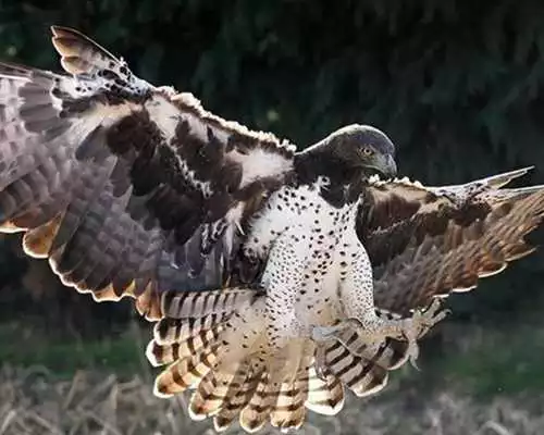 Play Falcon Jigsaw Puzzles Play Falcon Jigsaw Puzzles