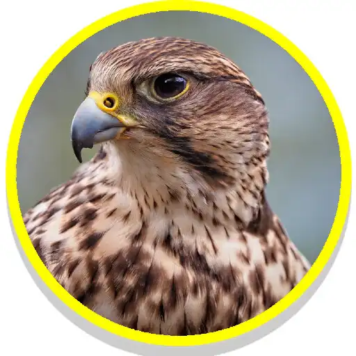 Play Falcon Sounds APK Play Falcon Sounds APK