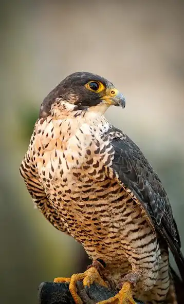 Play Falcon Sounds  and enjoy Falcon Sounds with UptoPlay