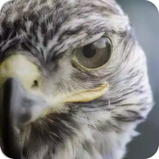 Play Falcon Wallpaper APK