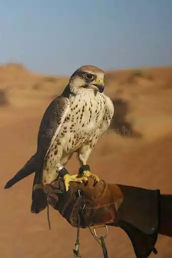Play Falcon Wallpaper and enjoy Falcon Wallpaper with UptoPlay Play Falcon Wallpaper and enjoy Falcon Wallpaper with UptoPlay