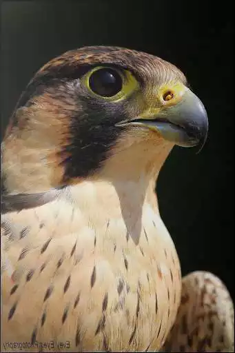 Play Falcon Wallpaper as an online game online Falcon Wallpaper with UptoPlay Play Falcon Wallpaper as an online game Falcon Wallpaper with UptoPlay