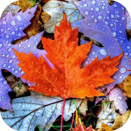 Play Fall 3D Live Wallpaper APK