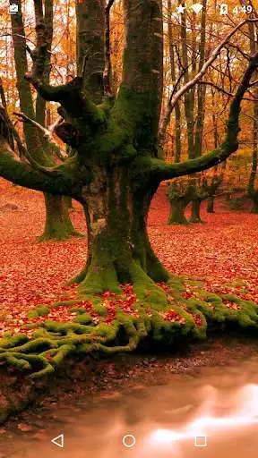 Play Fall 3D Live Wallpaper  and enjoy Fall 3D Live Wallpaper with UptoPlay