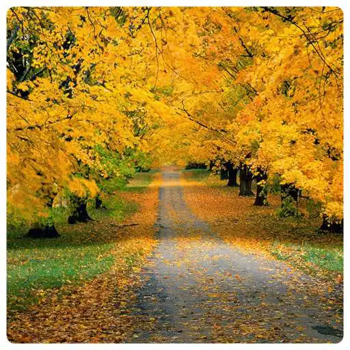 Play Fall Autumn Wallpaper APK Play Fall Autumn Wallpaper APK