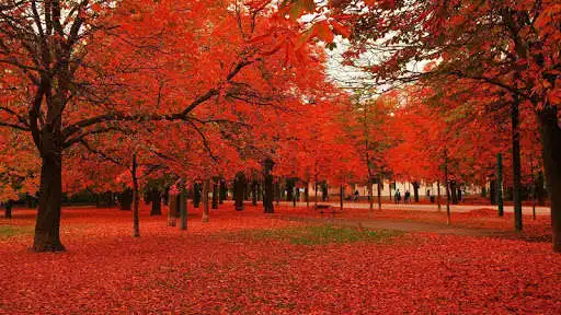Play Fall Autumn Wallpaper  and enjoy Fall Autumn Wallpaper with UptoPlay
