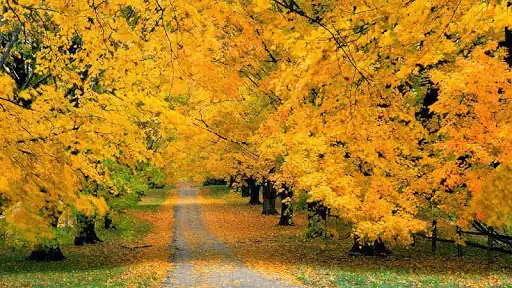 Play Fall Autumn Wallpaper as an online game Fall Autumn Wallpaper with UptoPlay