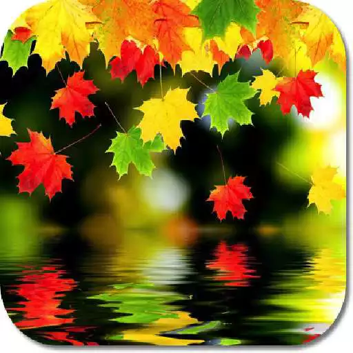 Free play online Fallen Leaves HD Wallpapers  APK