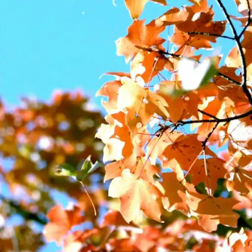 Play Falling Leaves Wallpaper Pro APK