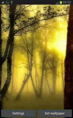 Play Fall Leaves Wallpaper Forest Play Fall Leaves Wallpaper Forest