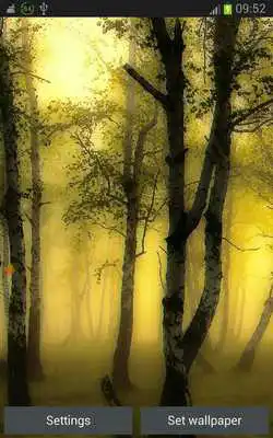 Play Fall Leaves Wallpaper Forest Play Fall Leaves Wallpaper Forest