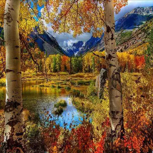 Play Fall Live Wallpaper APK Play Fall Live Wallpaper APK