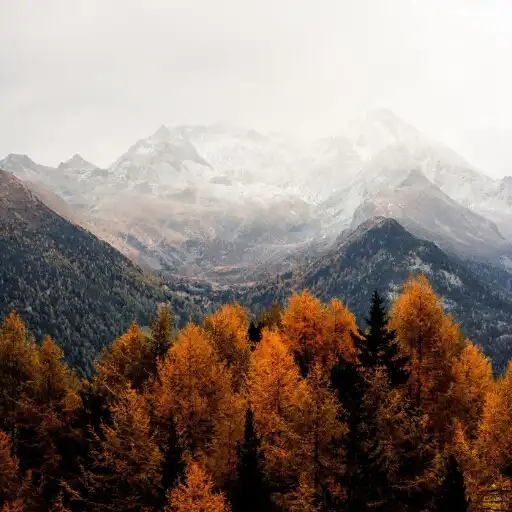 Play Fall Wallpaper APK Play Fall Wallpaper APK