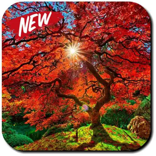 Run free android online Fall Wallpaper & Screensaver APK