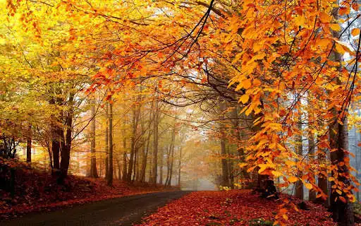 Play Fall Wallpaper & Screensaver  and enjoy Fall Wallpaper & Screensaver with UptoPlay