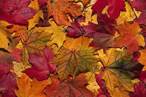 Play Fall Wallpaper & Screensaver  and enjoy Fall Wallpaper & Screensaver with UptoPlay