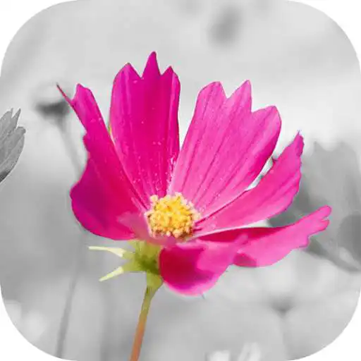 Free play online Fancy Color Photo Splash Booth APK Free play online Fancy Color Photo Splash Booth APK