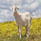 Free play online Farm Animals for Kids APK Free play online Farm Animals for Kids APK