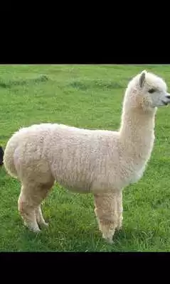 Play Farm Animals for Kids